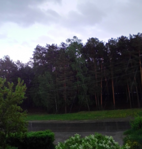Лесопарк "Менделеево" 