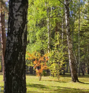 Плехановский бор